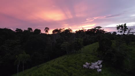 Aerial-jib-up-of-a-herd-of-cows-grazing-in-green-grass-hill-surrounded-by-forest-on-cloudy-golden-hour-in-Costa-Rica