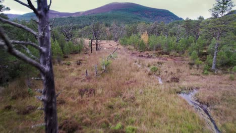 Aerial-drone-footage-flying-through-a-Scots-pine-forest-canopy-over-a-peat-bog-at-Allt-Mor-in-the-Cairngorms-National-Park-with-sphagnum-moss,-native-trees-and-mountains-and-a-river