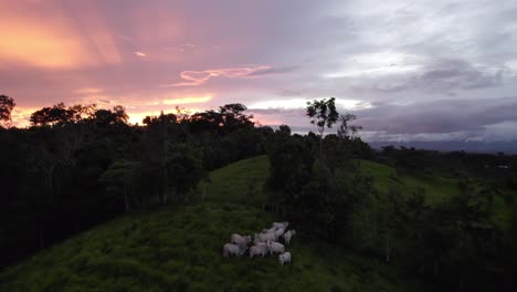 Luftausleger-Einer-Herde-Von-Kühen,-Die-Auf-Einem-Grünen-Grashügel-Weiden,-Umgeben-Von-Wald,-Zur-Wolkigen-Goldenen-Stunde-In-Costa-Rica