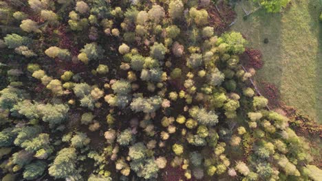 Aerial-drone-footage-flying-slowly-over-a-canopy-of-native-trees,-a-road-and-ruins-with-green-and-orange-autumn-tree-colours-at-sunrise-at-Loch-Kinord,-Muir-of-Dinnet-National-Nature-Reserve,-Scotland