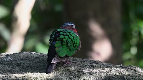 Common-Emerald-Dove,-Chalcophaps-indica-seen-from-its-back-puffing-its-feathers-out-while-standing-on-a-rock-during-the-early-hours-of-the-morning-in-the-forest,-Thailand