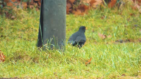 4K,-Beautiful-Common-Blackbird-Trying-to-Find-Food-on-a-Lawn---Handheld-Shot