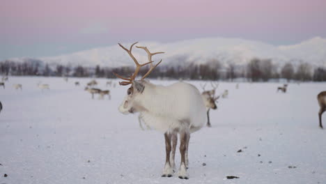 Majestic-white-male-reindeer-standing-in-snowy-habitat