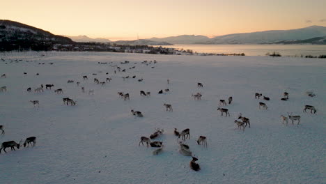Herd-of-reindeer-in-open-snowy-landscape-outside-Tromso,-Norway