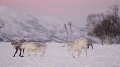 Playful-young-Caribou-in-white-snowy-winter-habitat-of-the-arctic-circle