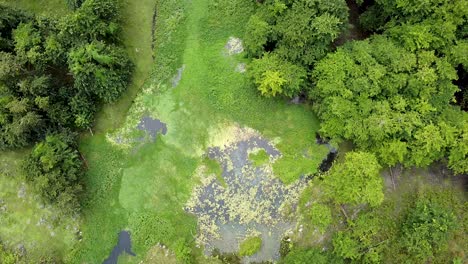 Aerial-drone-above-a-beautiful-green-swamp-wetlands-with-dense-forests-surrounding-algae-blooms-and-lily-covered-water,-birds-eye,-top-down-view