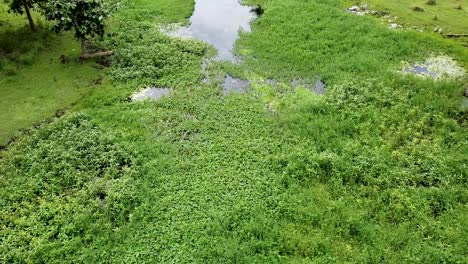 Flying-down-algae-and-lily-covered-wetland-stream-river-in-crocodile-territory-natural-habitat-of-Ira-Lalaro,-Nino-Konis-Santana-National-Park,-Timor-Leste,-aerial-drone-flyover