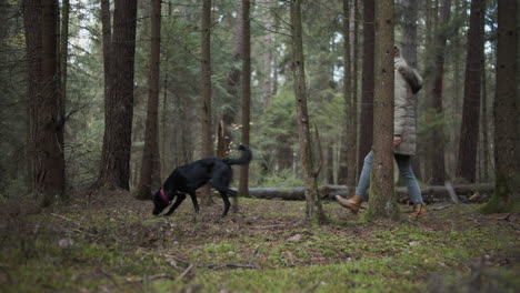 Young-woman-walks-her-dog-in-the-forest