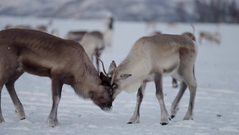 Two-reindeer-sparring-in-white-winter-landscape