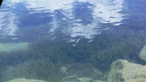 Water-and-plant-life-underwater-Llanganuco-lake-huascaran,-Ancash,-Peru---UHD