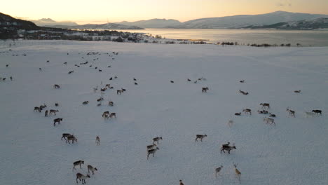 Scenery-Of-Reindeers-Grazing-On-Deep-Snow-During-Sunset-In-Northern-Norway