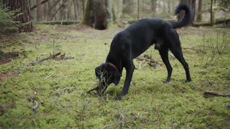 SLOW-MOTION:-Black-dog-chews-on-stick-in-the-woods