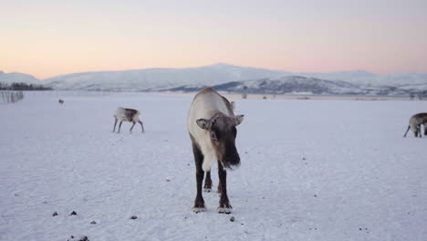 Curious-white-Caribou-shot-from-front-in-snowy-landscape