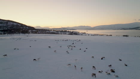 Reindeer-herd-on-vast-winter-pasture,-polar-night