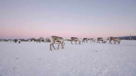 Domesticated-reindeer-grazing-in-winter-pasture,-pink-glow-at-polar-night
