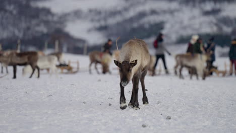 Domesticated-reindeer-herd-in-winter-pasture,-people-in-background