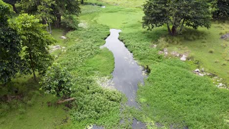 Flyover-plant-covered-stream-river-waterway,-living,-vibrant-ecosystem-in-remote-wilderness-of-Ira-Lalaro-landscape,-Timor-Leste,-aerial-drone-flight