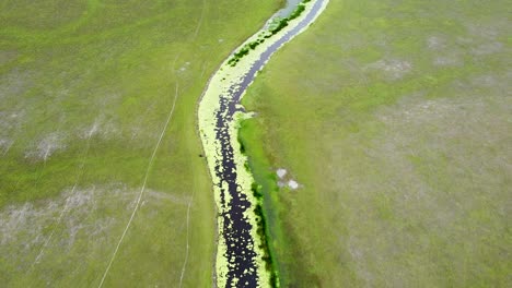 Birds-eye-view-of-narrow-winding-stream-river-waterway-with-algae-and-lilies-covering-the-surface-on-wetland-plain-of-Ira-Lalaro,-Timor-Leste,-aerial-drone-reverse