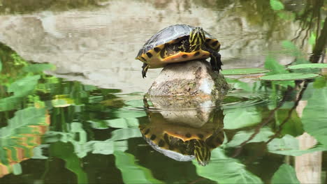 Junge-Gelbbauch-Schmuckschildkröte-Auf-Einem-Felsen-Mit-Spiegelungen-Im-Teichwasser