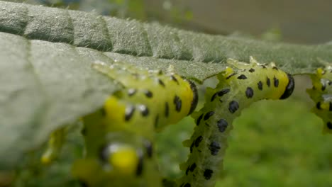 The-caterpillar-larvae-family-eating-the-leaves-of-a-hazel,-close-up-macro-shot