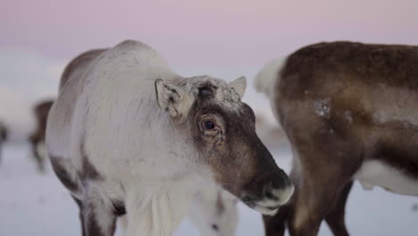 White-reindeer-standing-and-chewing-in-snowy-landscape,-close-up-shallow-focus