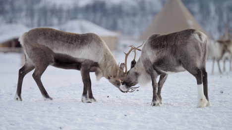 Bull-Caribou-spar-to-assert-dominance,-snow-covered-landscape