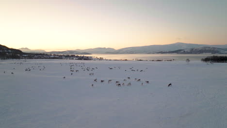 Aerial---snowy-winter-pasture-with-herd-of-domesticated-Caribou
