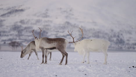 Caribou-exploring-the-snowy-habitat-of-the-arctic-outside-Tromso,-Norway