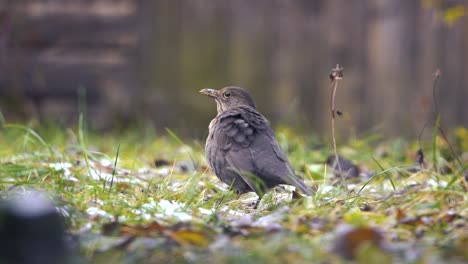 Blackbird-sitting-in-grass-and-cleaning-feathers
