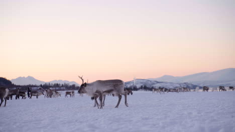 Caribou-in-winter-pasture-outside-Tromso,-Norway