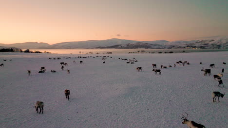 Large-Flock-Of-Reindeers-Grazing-On-Snow-Covered-Terrain-During-Sunset