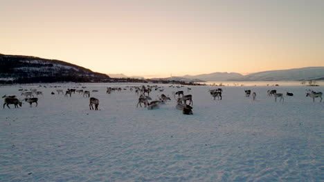 Aerial-pan-shows-snow-covered-landscape-packed-with-herd-of-reindeer,-sunset