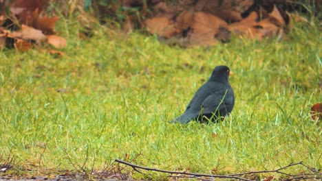 Male-Blackbird-Looking-For-Worms,-Scandinavian-Autumn---Handheld-Shot