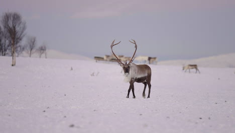 Bull-Caribou-with-big-set-of-antlers-walking-over-remote-snowy-landscape