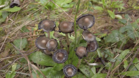 Inky-Cap-Mushroom
