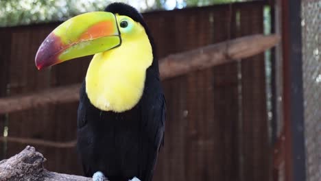 A-toucan-watches-and-turns-its-head