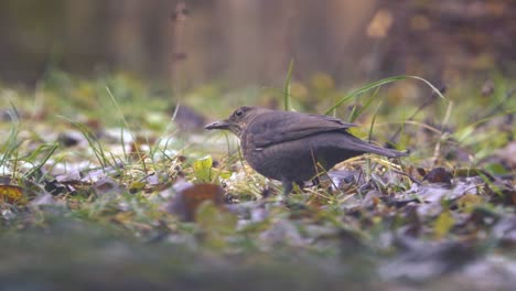 Blackbird-sitting-in-grass-and-pecking-grains