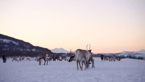 People-interacting-with-domesticated-Caribou;-snowy-winter-landscape