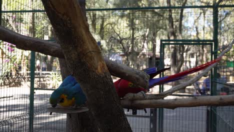Macaws-interact-with-each-other-in-their-cage