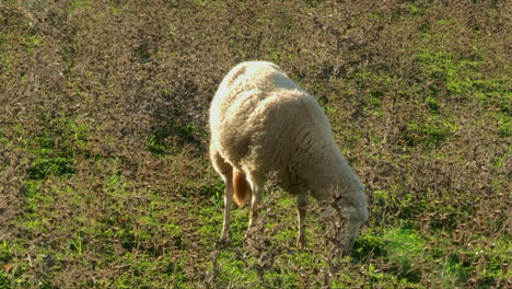 Pelziges-Lamm,-Das-An-Einem-Sonnigen-Tag-Auf-Frischem-Gras-Weidet