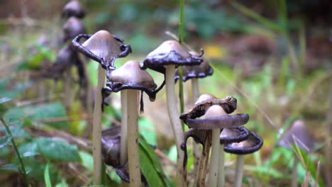 Inky-Cap-Mushroom