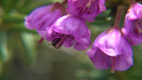 Ameise,-Die-In-Eine-Purpurrote-Blume-Auf-Vancouver-Insel,-Kanada-Klettert