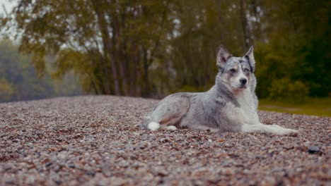 Beautiful-wide-shot-with-slider-movement-on-a-dog's-face-under-the-rain,-a-brown-blue-eyed-Husky-looks-directly-at-the-camera-on-autumn-landscape-background