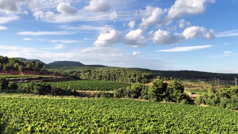 Panoramic-timelapse-of-a-vineyard-in-Penedes,-Spain-during-a-sunny-day