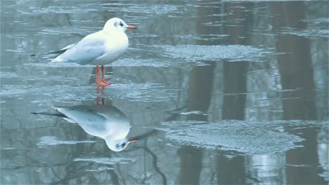 Gull-is-Walking-on-a-Frozen-Lake,-Seagull-is-Resting-on-Ice---Handheld-Shot