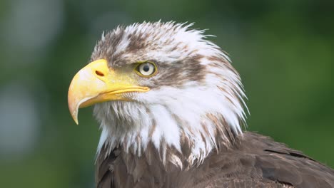 Close-Up-Of-Bald-Eagle-Head-With-SharpYellow-Beak-Looking-Around-Blinking