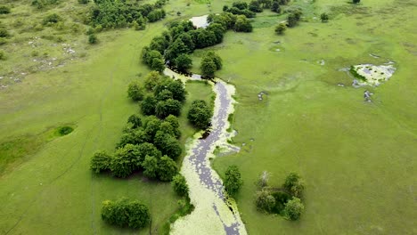 Rising-above-a-beautiful-winding-stream-river-covered-in-algae-and-lilies-in-wild-and-remote-crocodile-natural-habitat,-aerial-drone-rising-over-green-landscape