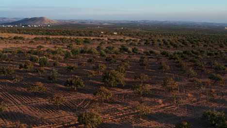 Panoramic-View-Of-Pistachios-Growing-In-An-Orchard-During-Sunset-Near-Gaziantep,-Turkey