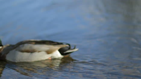 A-mallard-duck-on-the-river