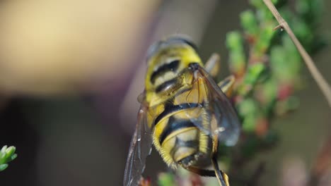 Macro-Close-Up-Of-Wasp-Rubbing-Forelegs-In-Garden